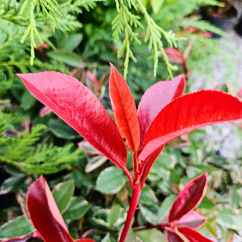 Photinia red robin 30-60 cm