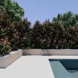 Photinia fraserii x Red robin XXL 170-200 cm