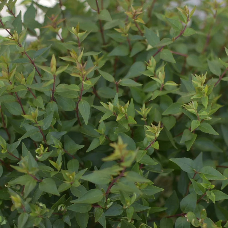 Abelia compacta 5L – Arbust decorativ cu formă rotundă și flori parfumate