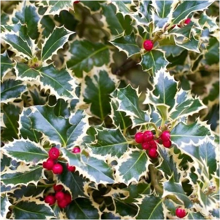 Ilex aquifolium ‘Argenteomarginata’ – Laur japonez variegat nr1, arbust veșnic verde decorativ