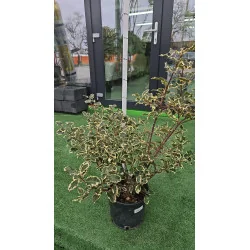Ilex aquifolium ‘Argenteomarginata’ – Laur japonez variegat GLOB nr3, arbust veșnic verde decorativ