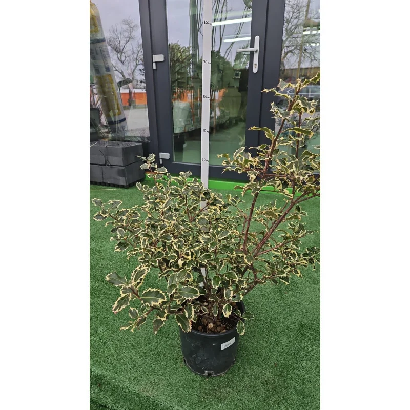 Ilex aquifolium ‘Argenteomarginata’ – Laur japonez variegat GLOB nr3, arbust veșnic verde decorativ