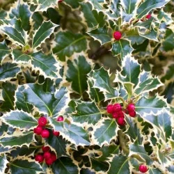 Ilex aquifolium ‘Argenteomarginata’ – Laur japonez variegat GLOB nr3, arbust veșnic verde decorativ