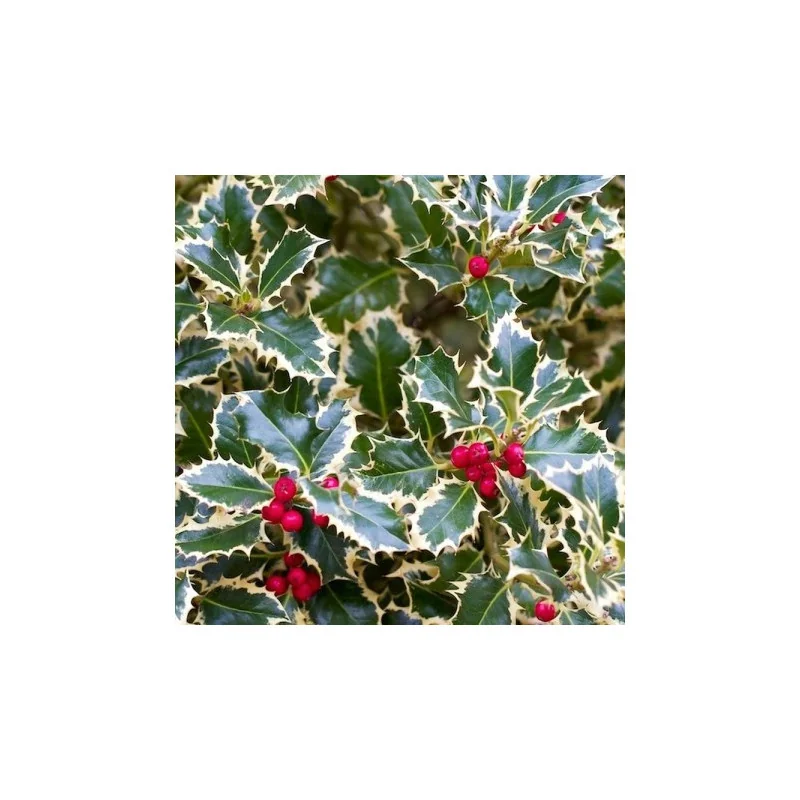 Ilex aquifolium ‘Argenteomarginata’ – Laur japonez variegat GLOB nr3, arbust veșnic verde decorativ