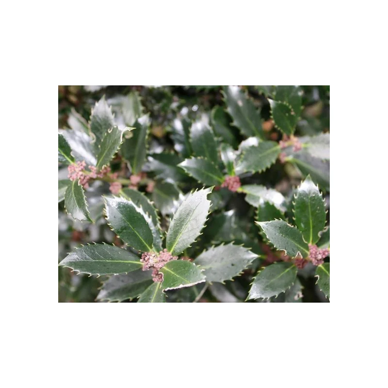 Ilex Heckenpracht -Laur Japonez