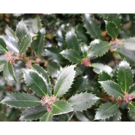Ilex Heckenpracht -Laur Japonez