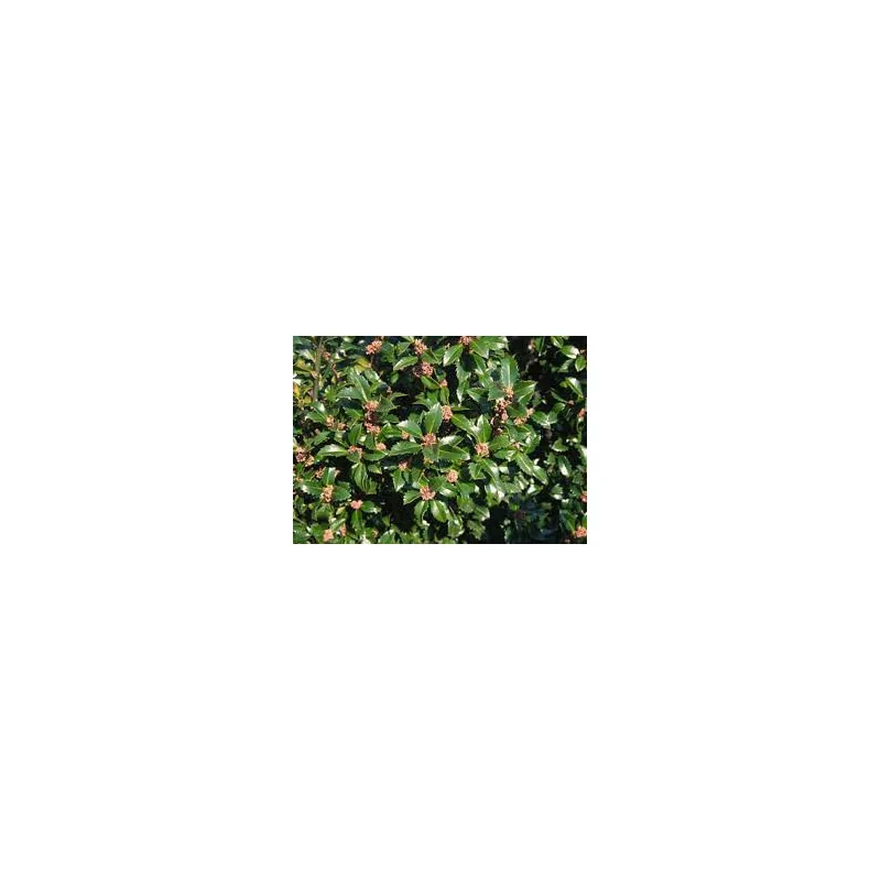 Ilex Heckenstar -Laur Japonez