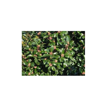 Ilex Heckenstar -Laur Japonez