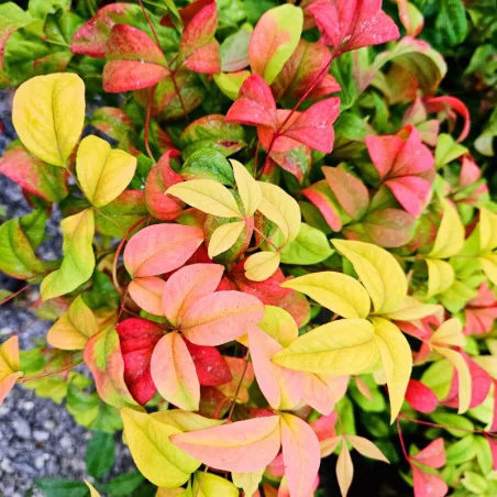 Nandina Fire Power