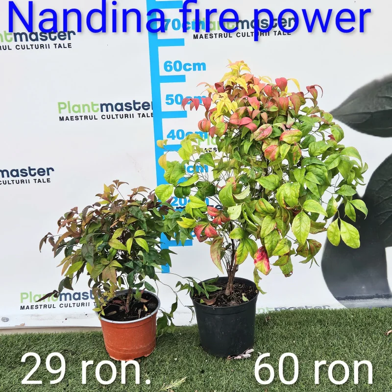 Nandina Fire Power