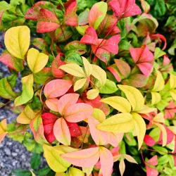 Nandina Fire Power 20cm