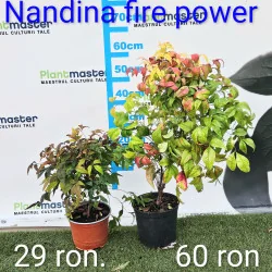 Nandina Fire Power 20cm