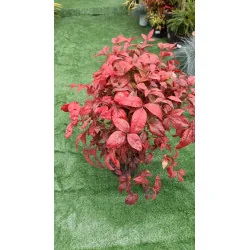 Nandina Fire Power 20cm