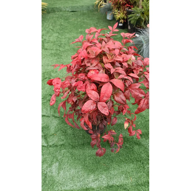 Nandina Fire Power 20cm
