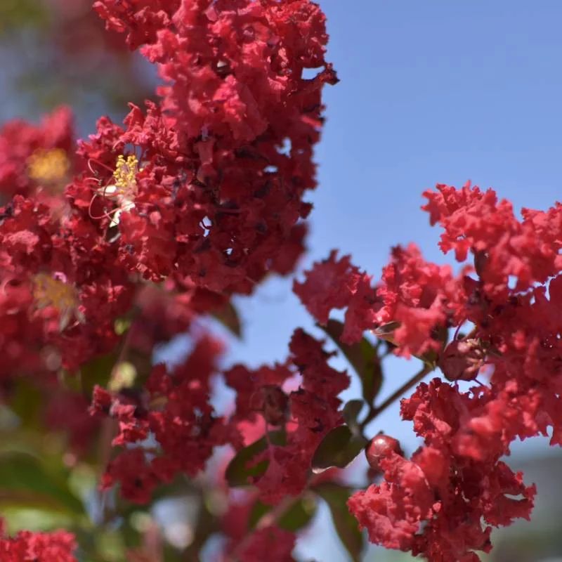 🌸 Lagerstroemia indica dinamite 2m Rosu Aprins – Liliac Indian pentru Grădini și Peisagistică de Lux