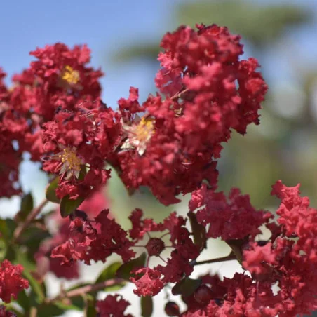 🌸 Lagerstroemia indica dinamite 2m Rosu Aprins – Liliac Indian pentru Grădini și Peisagistică de Lux