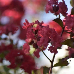 🌸 Lagerstroemia indica dinamite 2m Rosu Aprins – Liliac Indian pentru Grădini și Peisagistică de Lux
