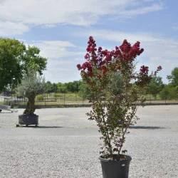 🌸 Lagerstroemia indica dinamite 2m Rosu Aprins – Liliac Indian pentru Grădini și Peisagistică de Lux