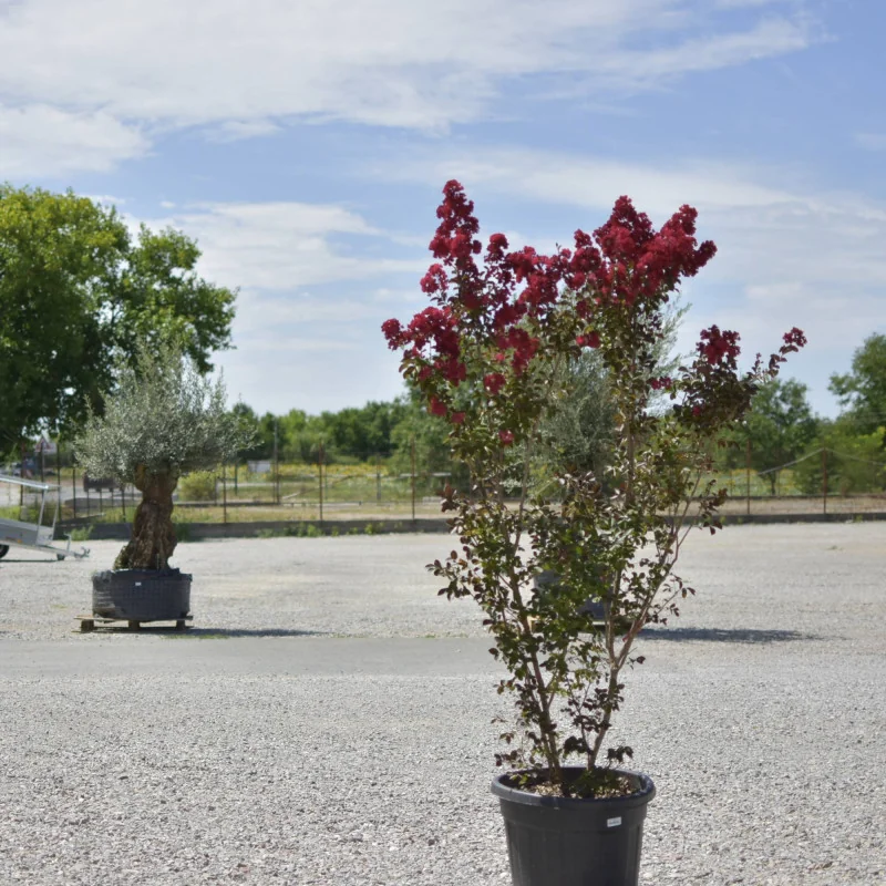 🌸 Lagerstroemia indica dinamite 2m Rosu Aprins – Liliac Indian pentru Grădini și Peisagistică de Lux