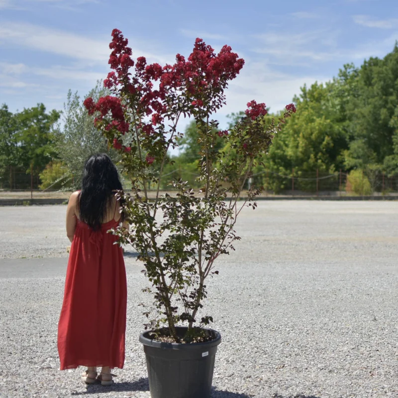 🌸 Lagerstroemia indica dinamite 2m Rosu Aprins – Liliac Indian pentru Grădini și Peisagistică de Lux