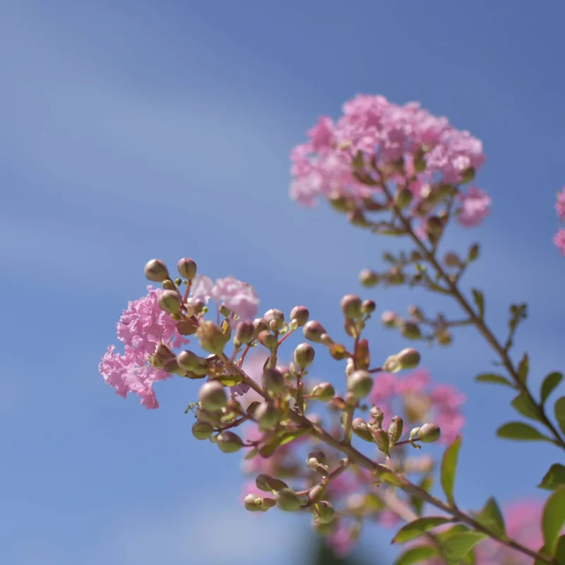 🌸 Lagerstroemia indica 130cm roz– Liliac Indian pentru Grădini și Peisagistică de Lux