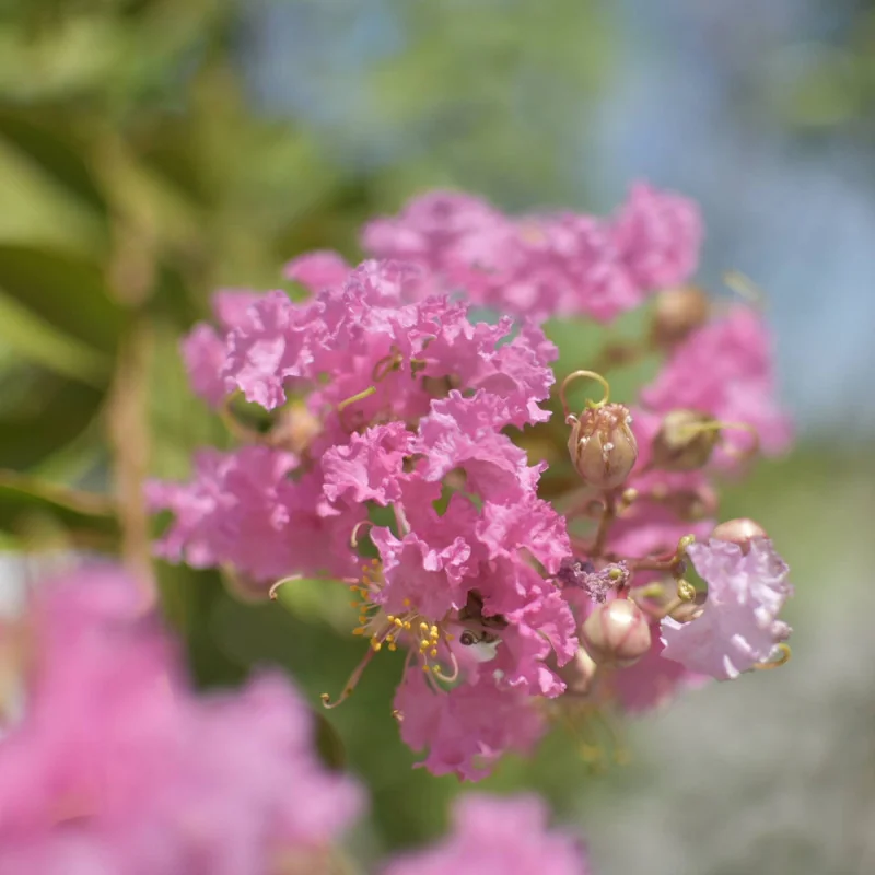 🌸 Lagerstroemia indica 130cm roz– Liliac Indian pentru Grădini și Peisagistică de Lux