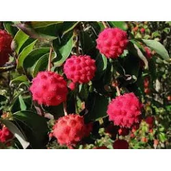 Cornus konusa
