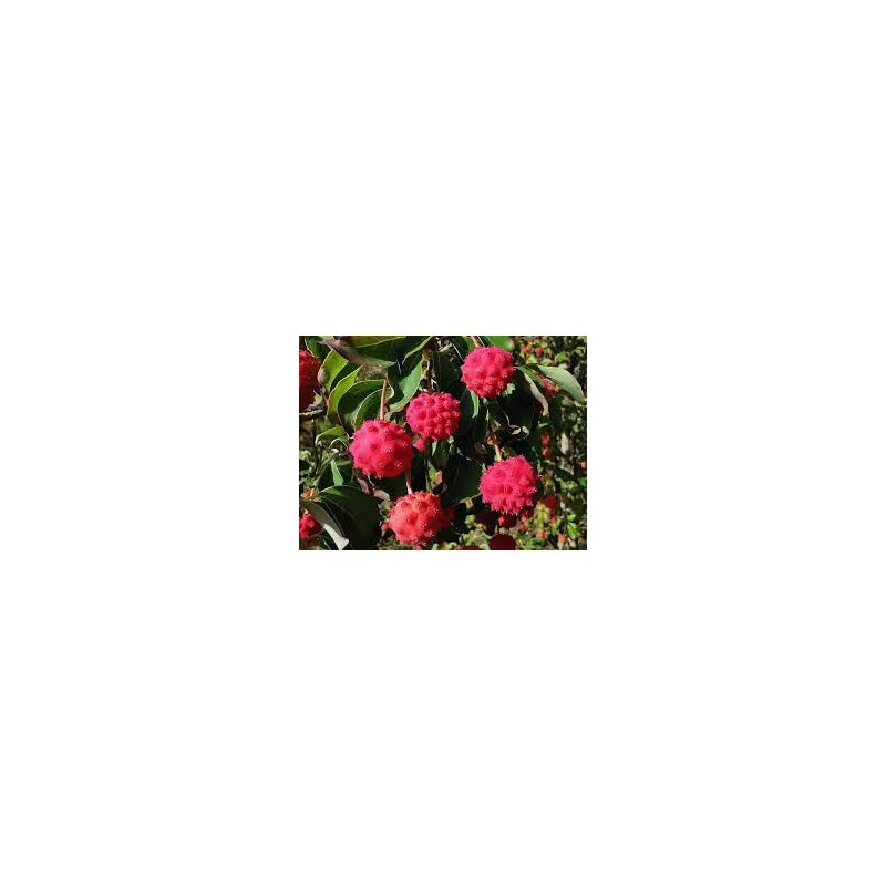 Cornus konusa