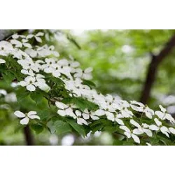 Cornus konusa
