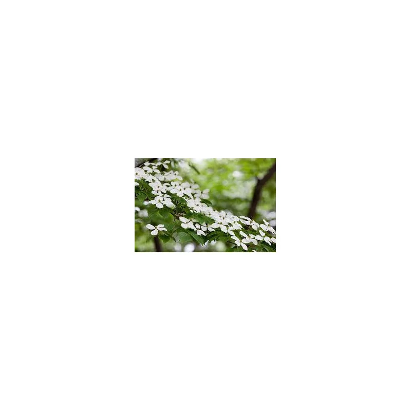 Cornus konusa