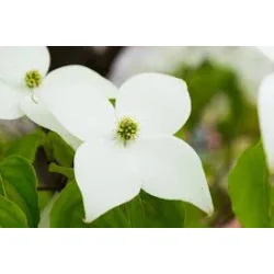 Cornus konusa
