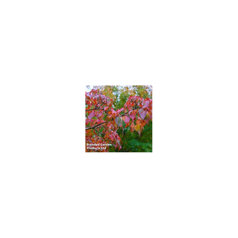 Cornus konusa 150 cm