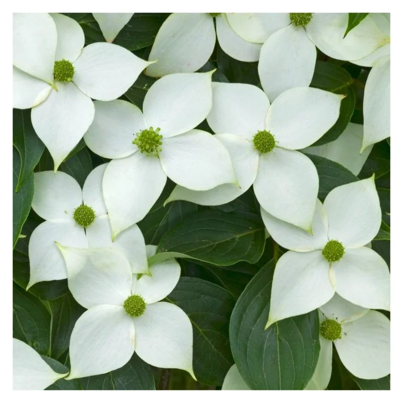 Cornus konusa 150 cm