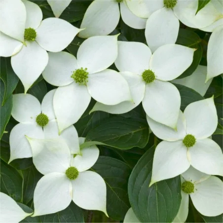 Cornus konusa 150 cm