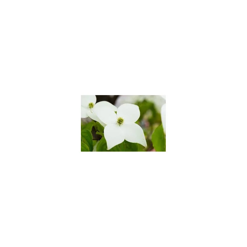 Cornus konusa 150 cm