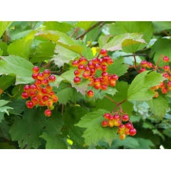Viburnum Opulus 250 cm