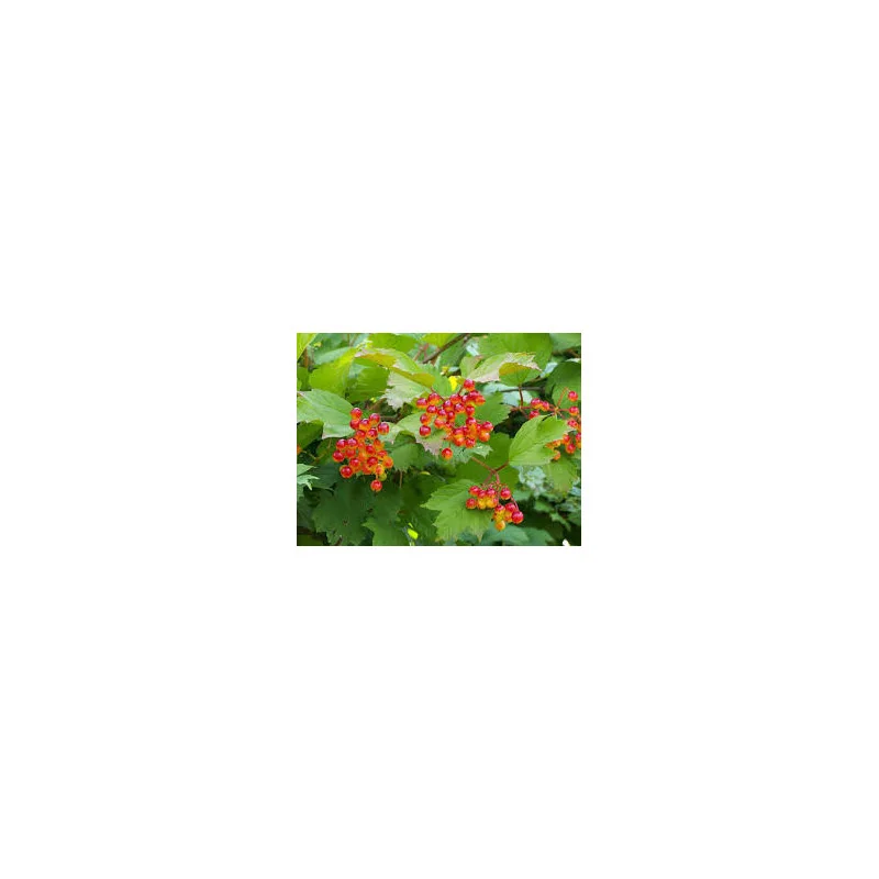 Viburnum Opulus 250 cm