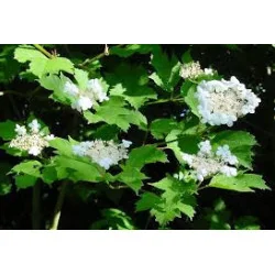 Viburnum Opulus 250 cm