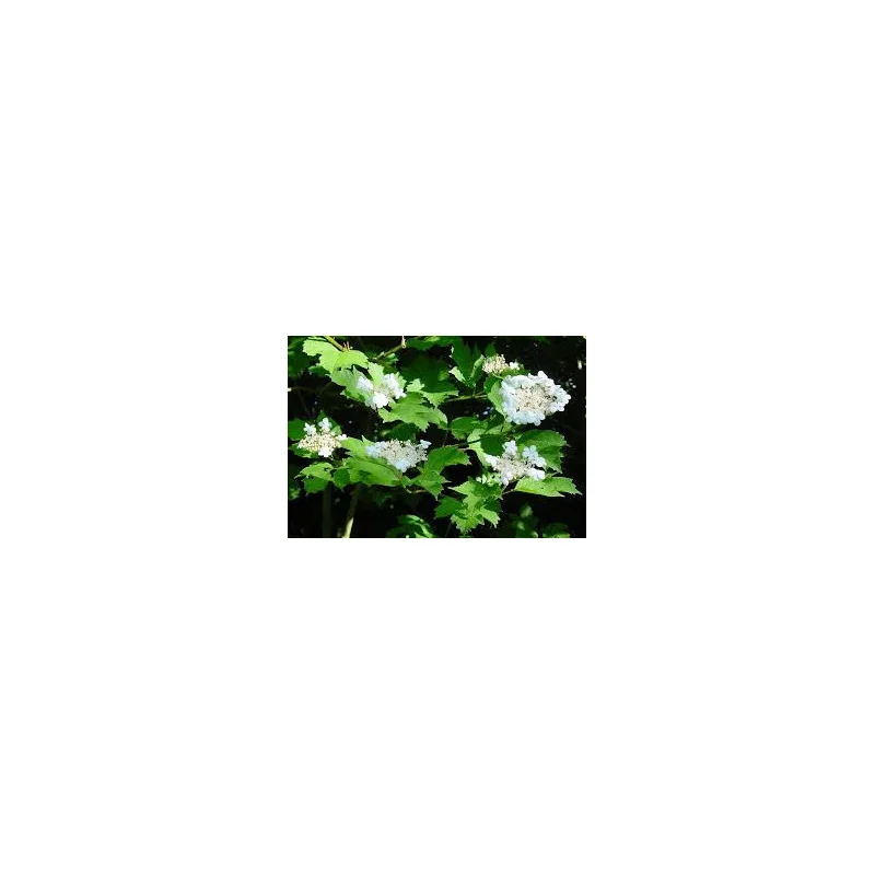 Viburnum Opulus 250 cm