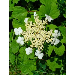 Viburnum Opulus 250 cm