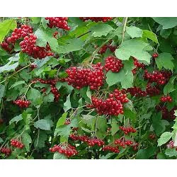 Viburnum Opulus 250 cm