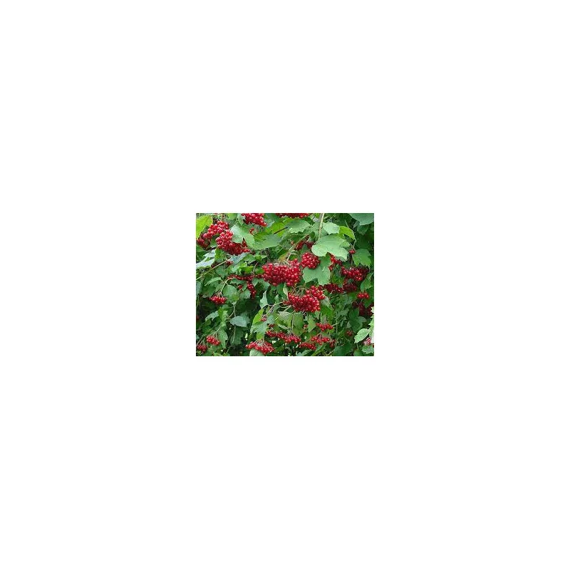 Viburnum Opulus 250 cm