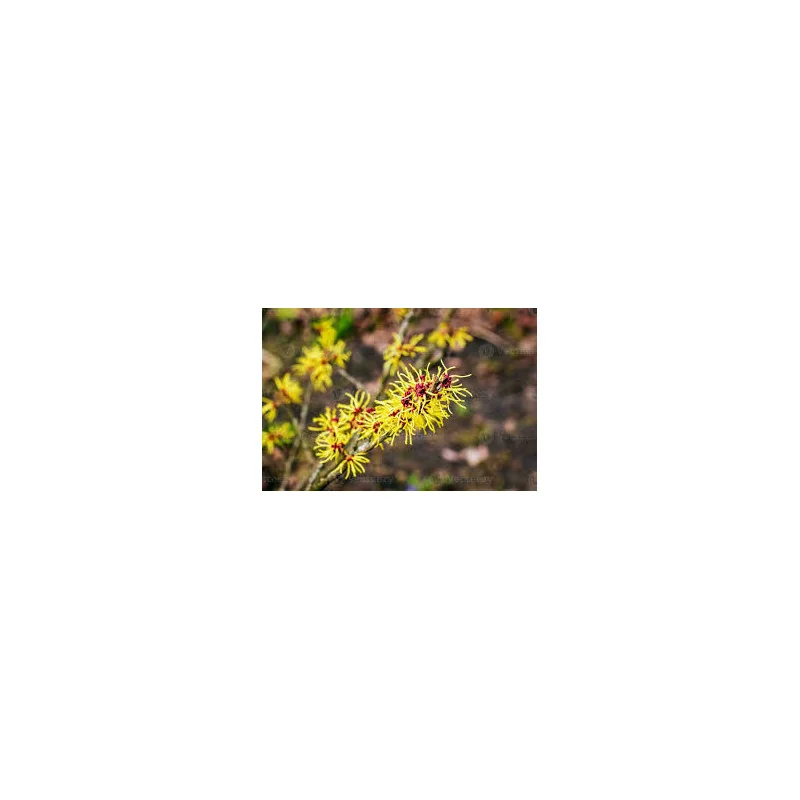 Hamamelis virginiana 1,5m -alunul vrăjitoarelor