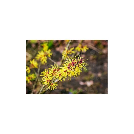 Hamamelis virginiana 1,5m -alunul vrăjitoarelor