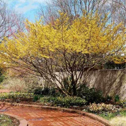 Hamamelis virginiana 1,5m PORTOCALIU-alunul vrăjitoarelor