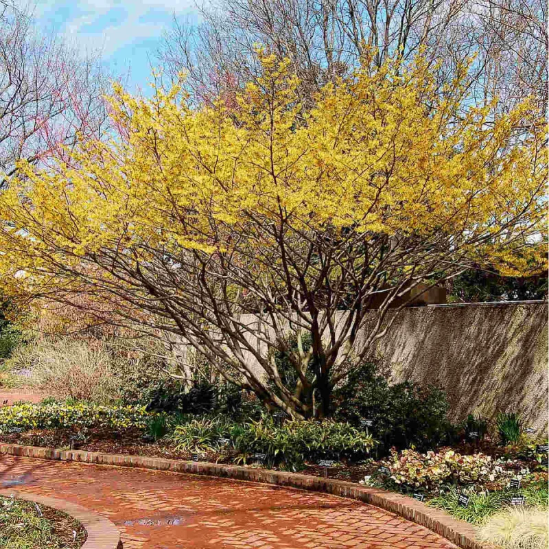 Hamamelis virginiana 1,5m PORTOCALIU-alunul vrăjitoarelor