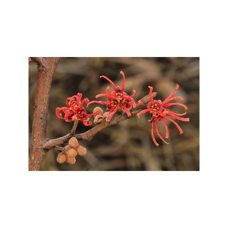 Hamamelis virginiana 1,5m PORTOCALIU-alunul vrăjitoarelor