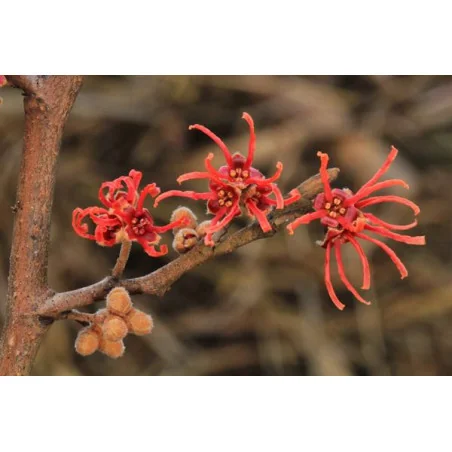 Hamamelis virginiana 1,5m PORTOCALIU-alunul vrăjitoarelor
