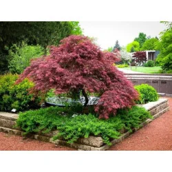 Acer palmatum Dissectum Garnet 80-90cm – Arțar Japonez Pletos cu Frunziș Roșu-Purpuriu Spectaculos 🍁✨