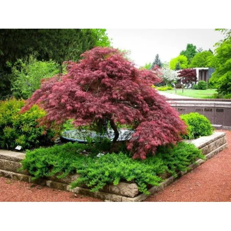 Acer palmatum Dissectum Garnet 80-90cm – Arțar Japonez Pletos cu Frunziș Roșu-Purpuriu Spectaculos 🍁✨